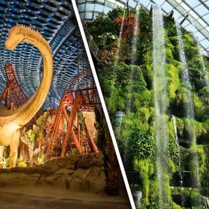 IMG + Green Planet Combo