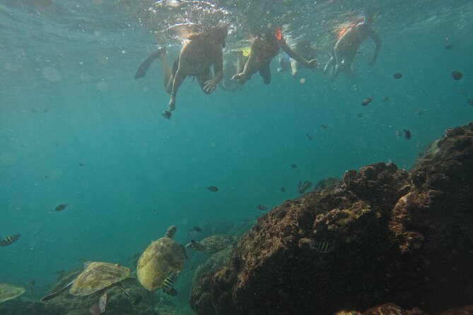Snorkeling Tour – Fujairah - Image 5