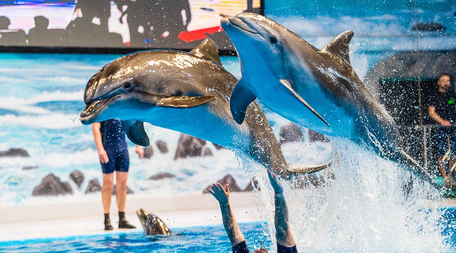 Dubai Dolphinarium - Image 3