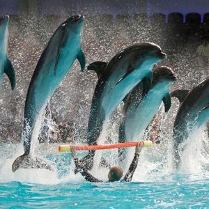 Dubai Dolphinarium