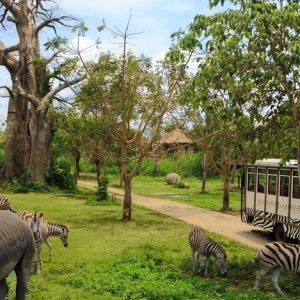 Dubai Safari Park Entry Ticket